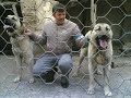Turkish sheperd dog