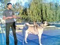 Turkish sheperd dog