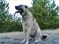 Turkish sheperd dog