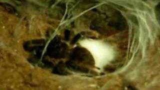 Tarantula Making Eggsac