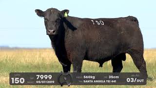 LOTE 150 - TOUROS ANGUS - LEILÃO SÃO BIBIANO 2021