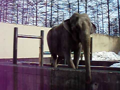 2011．3．25　おびひろ動物園　ゾウのナナ