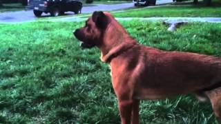 Jake Barking