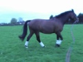 Cookie being lunged for exercise