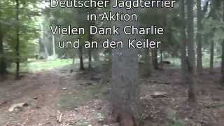 Deutscher Jagdterrier Djt Charlie In Action