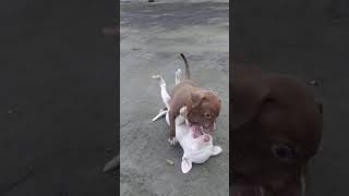 Amarcian Pit Bull Terrier Apbt Female Fun Time