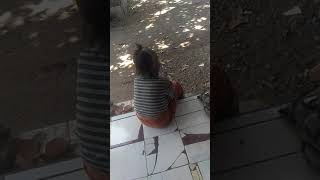 Si Bocil Wikwik