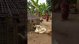 Albino Python Attacks Hen Inside Indian Farm