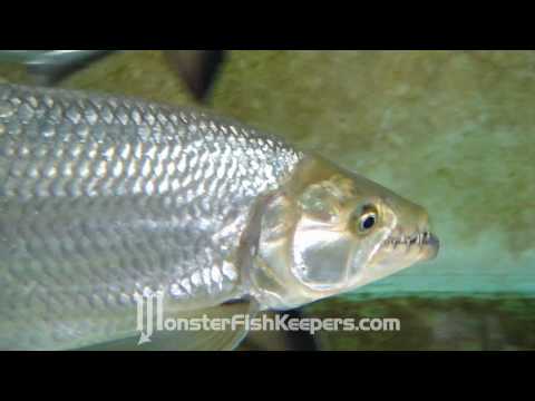tiger fish river monsters. Chasing goliath tigerfish on the Congo River
