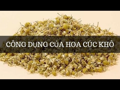 Công dụng thần kỳ của hoa cúc khô là gì Trà hoa cúc