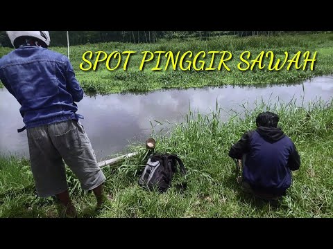Mancing di Pinggir Sawah | desa Gondanglegi kabupaten Malang