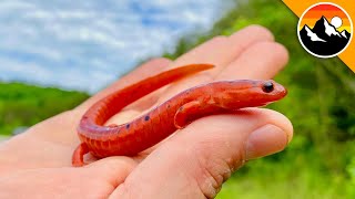 Salamander Scavenger Hunt! - How Many Will We Find?!