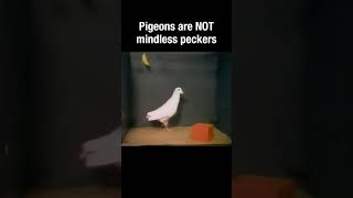 Pigeons Are Not Mindless Peckers