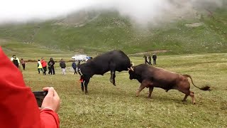 Yi̇ği̇do - Yirti̇ci̇ Covut Daği Aslanlari Yusufeli̇ - Artvi̇n