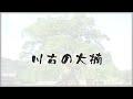 佐賀県の巨樹・巨木 川古の大楠