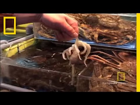 The Ultimate Raw Fish