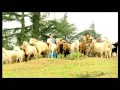 Sanai Sanai Maaya Lagaani [Full Song] Birma Bandol
