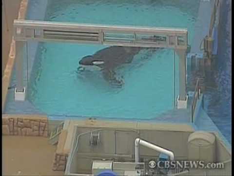 Killer Whale Kills Seaworld Trainer