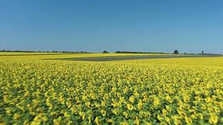 Drone Footage Of Sunflower Field Under Blue Sky