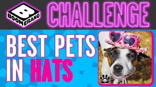 Boomerang Challenge Best Pets In Hats Boomerang Uk