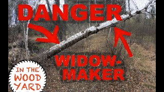 - Dangerous And Hung Up Tree Cut Down A Widow Maker.