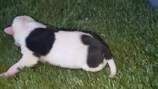 Cowboy - Bully - Pitbull Puppy