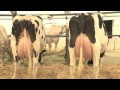 Fradon Holsteins