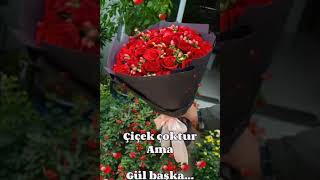 Çiçek Çoktur Ama Gül Başka