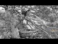 Sokół wędrowny 2018-06-08 21-04-48-099