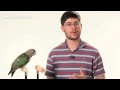 parrot