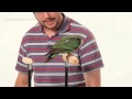 parrot