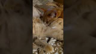 Мама разрешила большому сынульке титю пососать.🐯🐈🏡 - Ремонт