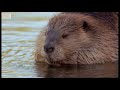 Attenborough: Beaver Lodge Construction Squad - BBC Earth