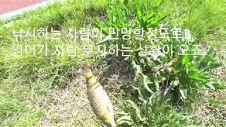 잉어낚시 ~ 어렵죠 ? 천천히 배우면서 시작하세요 ~ 잉어는 공격성 어종이 아닙니다 !
