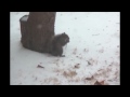 Sidey Our Sideways Squirrel Watch The Whole Movie