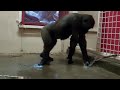 Gorilla break dancing - youtube