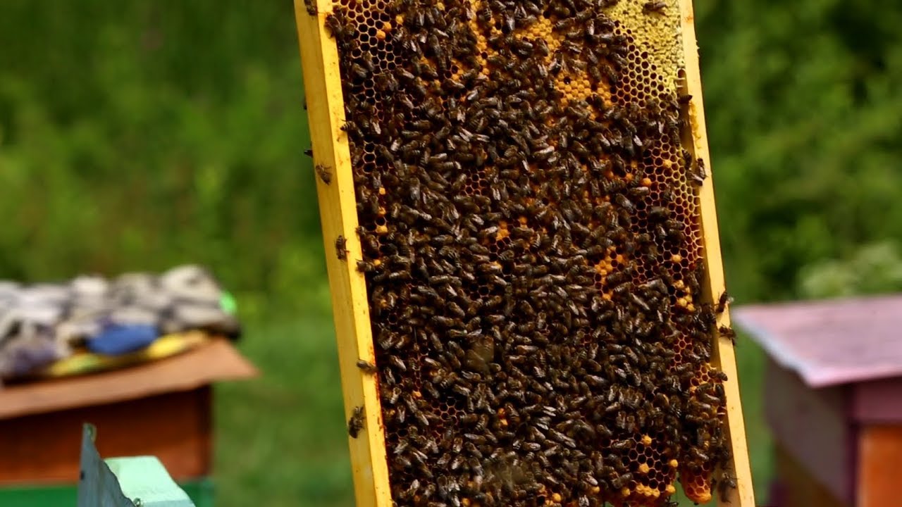 Наращиванье пчелиной семьи Наращиванье пчелиной семьи