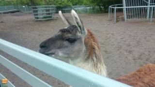 Видео Зоопарк Ростова-на-Дону / Rostov-on-Don ZOO от Mnogo Putey, Зоологическая улица, Ростов-на-Дону, Россия
