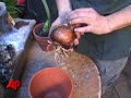 How-to Plant an Amaryllis Bulb