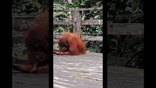 Mother Orangutan Inspects Baby.
