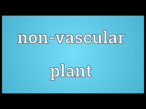 Header of Non-vascular plant