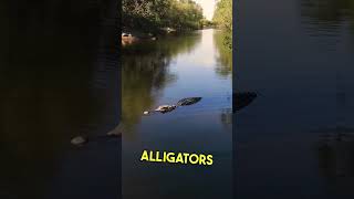 From Spinning Beats To Paddling With Beasts 🎧🐊 Me Exploring The Wild Side Of Florida's Everglades.