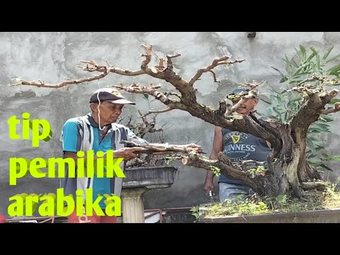//PERHATIKAN//YANG PUNYA BONSAI ARABIKA (TIP)  INI