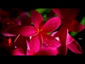 Ellarum Padathu Swarnam Vithathu Mini Anand