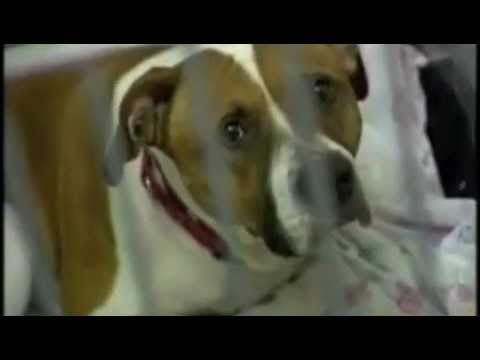 sad commercial song not sad aspca commercial sad commercial song not sad aspca commercial