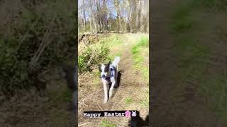Here Comes Peter Cottontail