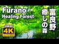 ［4K］Forest in Furano,Hokkaido 癒しの富良野の森　富良野、美瑛観光