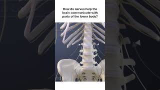 How Spinal Nerves Help The Brain Control The Lower Body