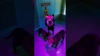Muz Kedi Odasını Kedilere Bakıyor Bananen-Katzenzimmer, Das Katzen Anschaut