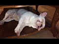 Funny Dogs Compilation 2017 | Best Funny Dog Videos Ever